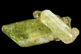 Five Yellow Apatite Crystals (over ) - Morocco #108372-1